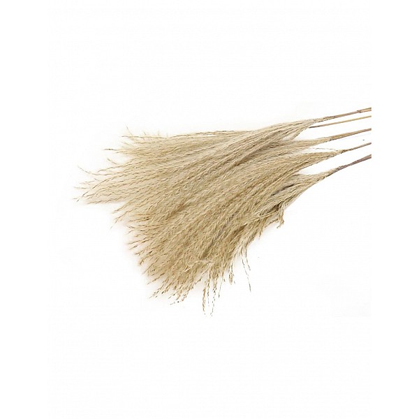PAMPAS FLUFFY 10pc NATURAL