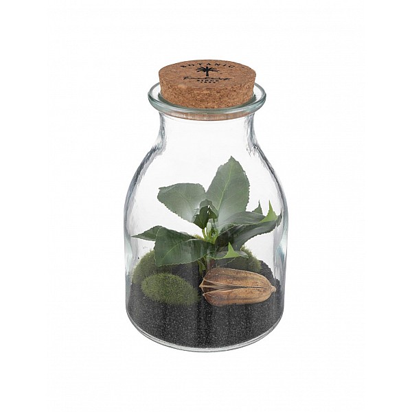 Βάζο terrarium με φυτό 12x19,5