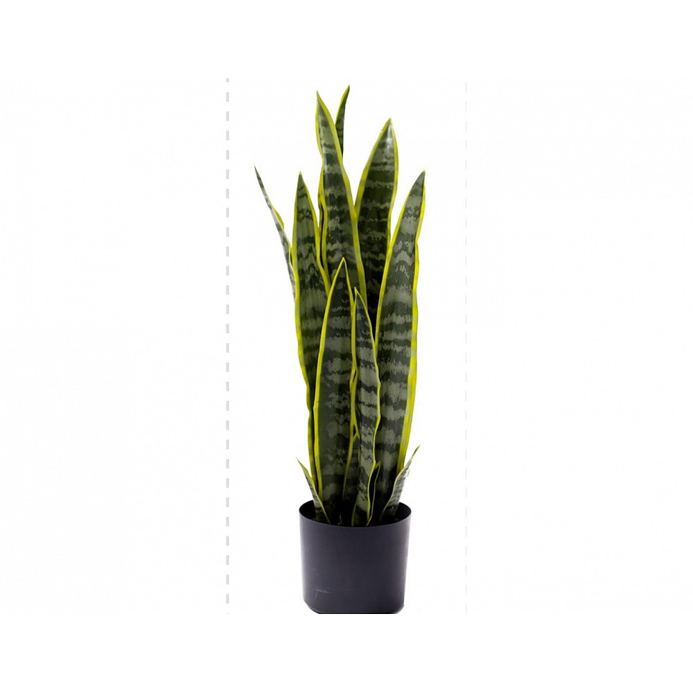 Sanseveria σε κασπώ Φ16Η68cm