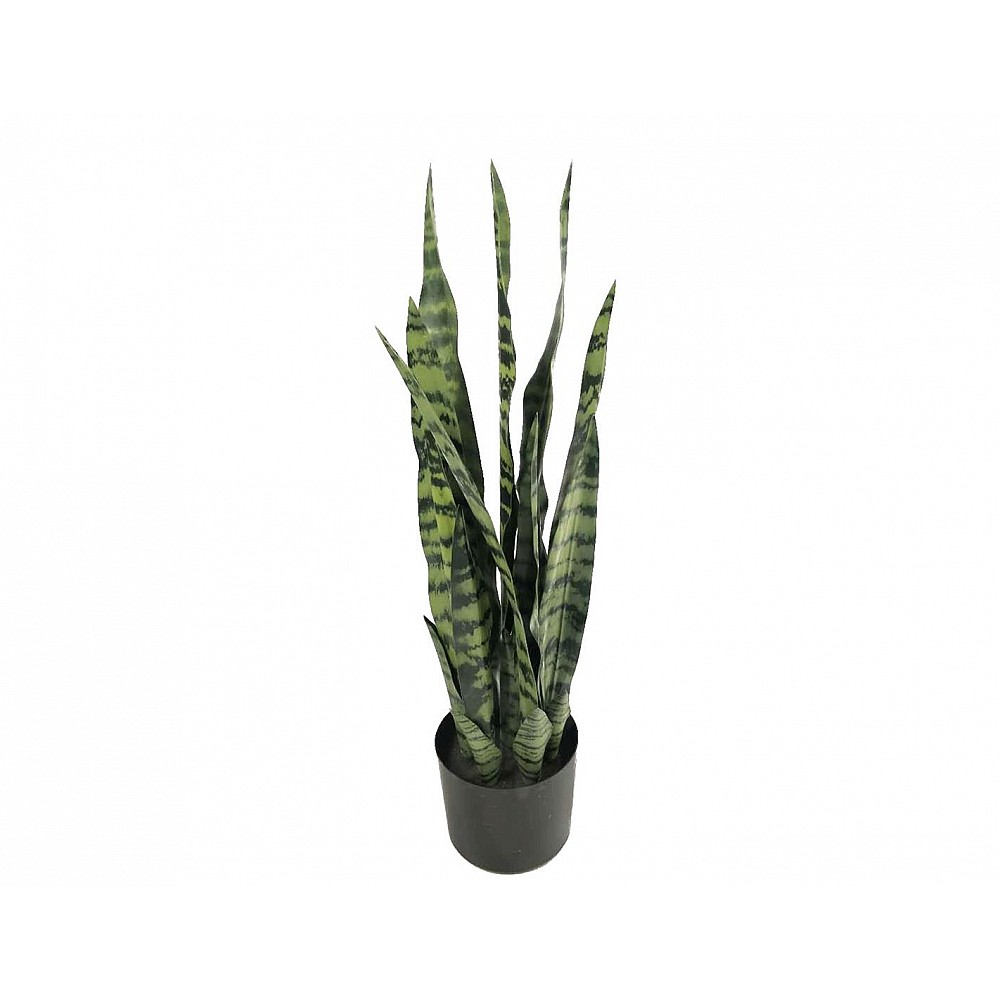 Sanseveria σε κασπώ Φ16Η68cm