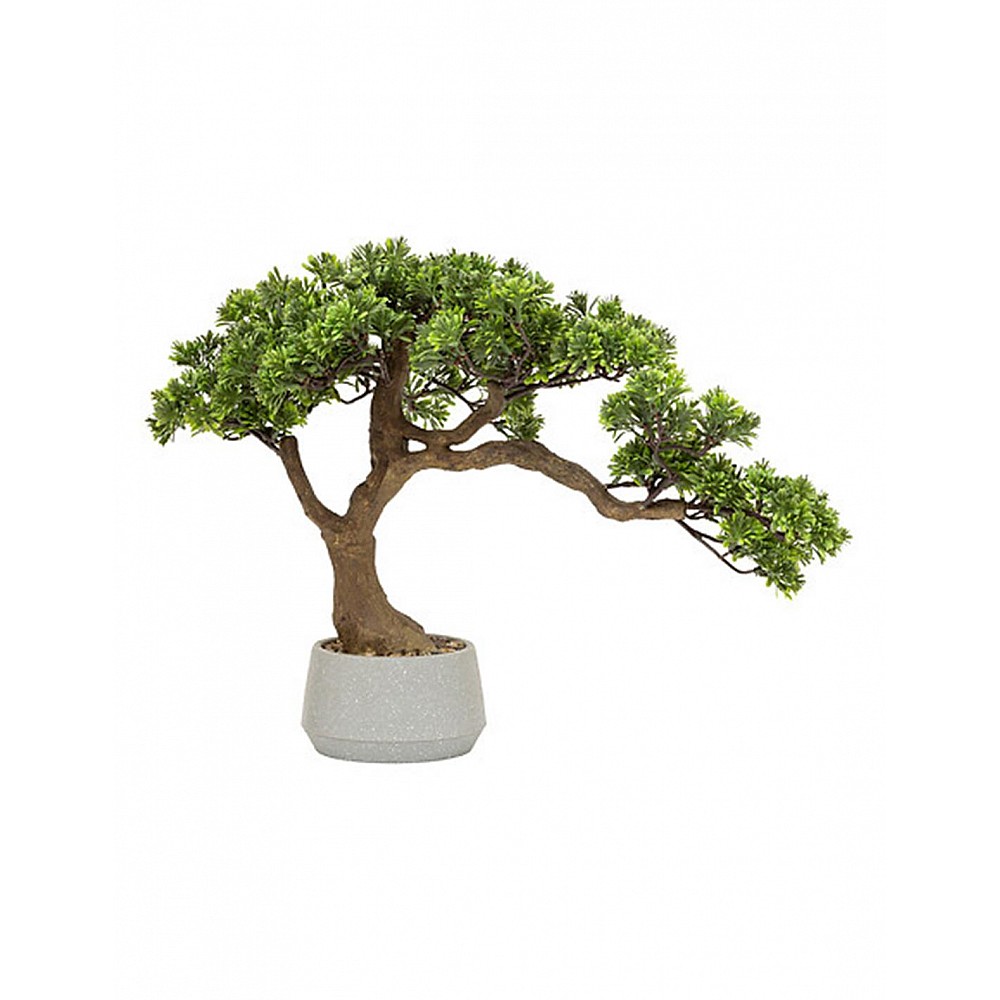 Bonsai σε κασπώ 45 x32 x 60 cm