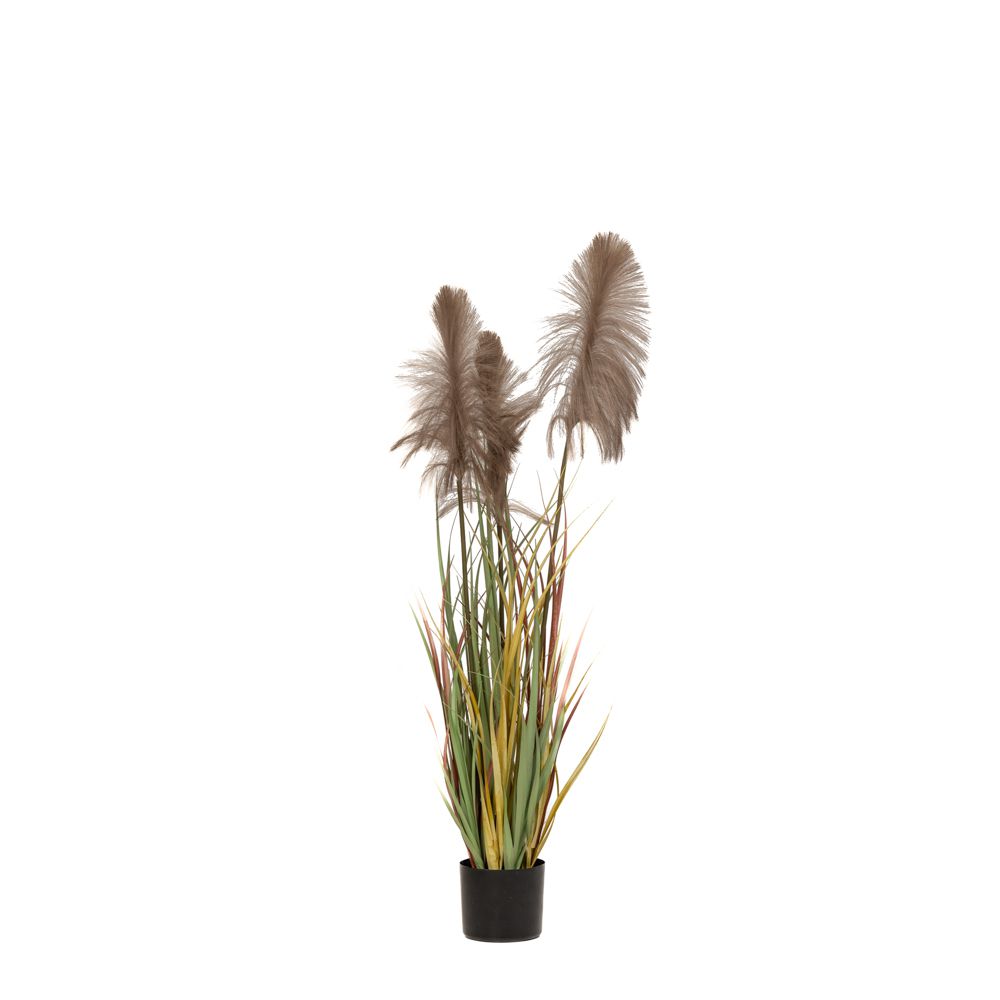 ΦΥΤΟ ΚΑΦΕ PAMPAS GRASS x3 Φ15x125ΕΚ ΣΕ ΜΑΥΡΗ ΠΛΑΣΤΙΚΗ ΓΛΑΣΤΡΑ