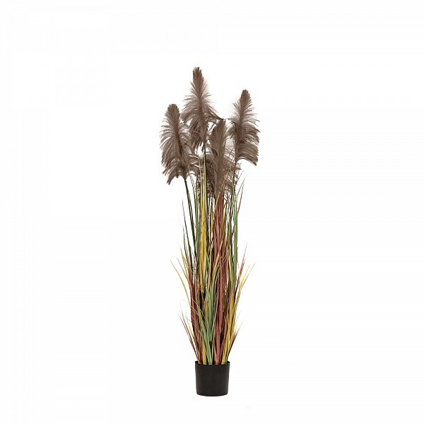 ΦΥΤΟ ΚΑΦΕ PAMPAS GRASS x3 Φ20x180ΕΚ ΣΕ ΜΑΥΡΗ ΠΛΑΣΤΙΚΗ ΓΛΑΣΤΡΑ