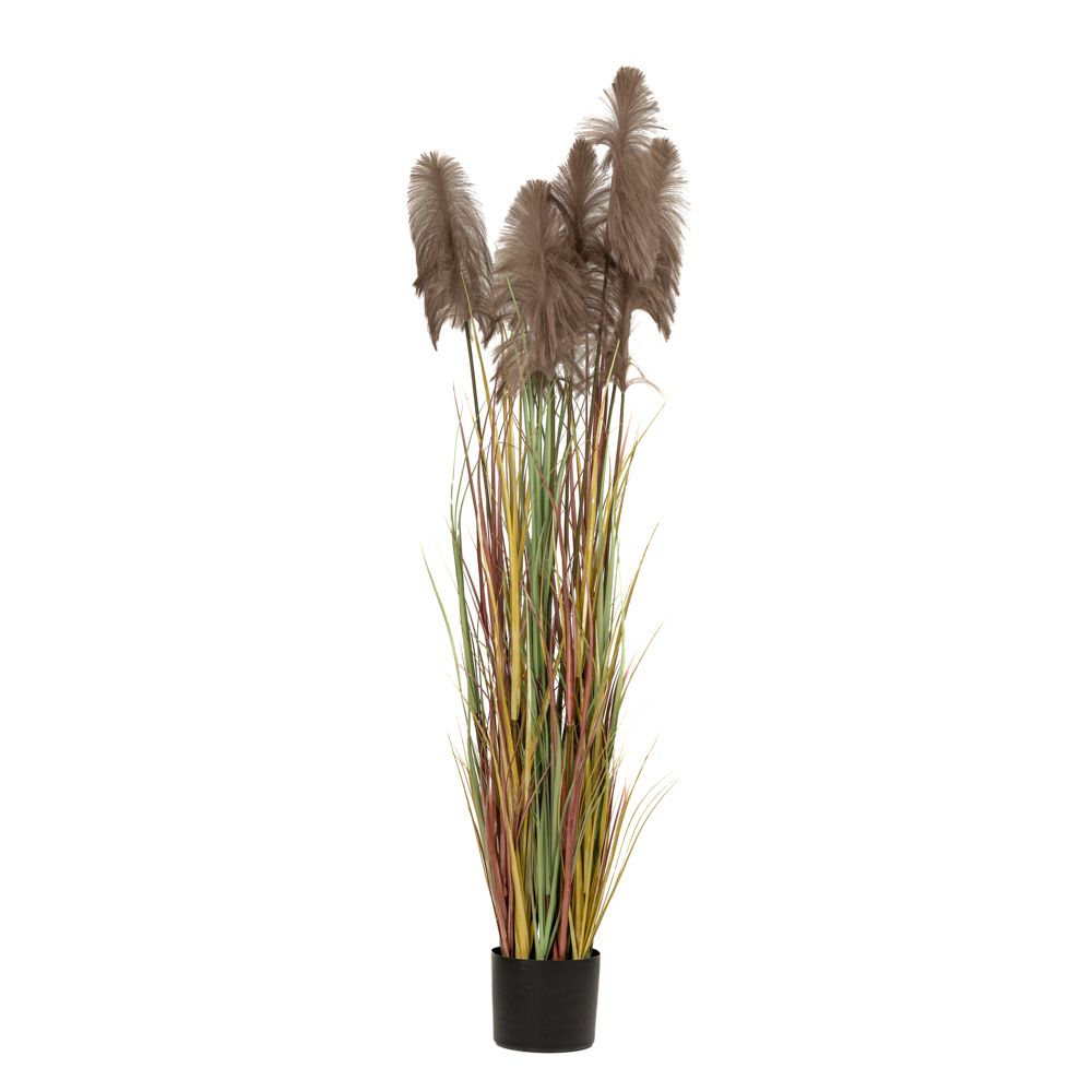 ΦΥΤΟ ΚΑΦΕ PAMPAS GRASS x3 Φ23x220ΕΚ ΣΕ ΜΑΥΡΗ ΠΛΑΣΤΙΚΗ ΓΛΑΣΤΡΑ