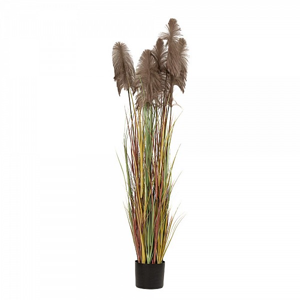 ΦΥΤΟ ΚΑΦΕ PAMPAS GRASS x3 Φ23x220ΕΚ ΣΕ ΜΑΥΡΗ ΠΛΑΣΤΙΚΗ ΓΛΑΣΤΡΑ