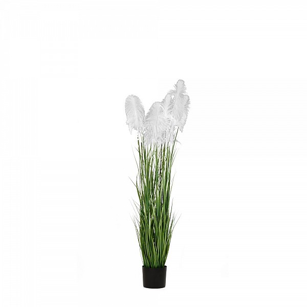 ΦΥΤΟ ΛΕΥΚΟ PAMPAS GRASS x3 Φ15x125ΕΚ ΣΕ ΜΑΥΡΗ ΠΛΑΣΤΙΚΗ ΓΛΑΣΤΡΑ