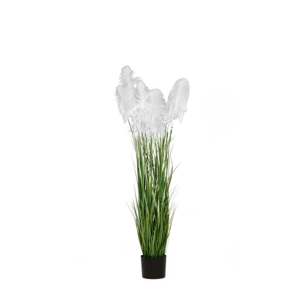 ΦΥΤΟ ΛΕΥΚΟ PAMPAS GRASS x3 Φ20x180ΕΚ ΣΕ ΜΑΥΡΗ ΠΛΑΣΤΙΚΗ ΓΛΑΣΤΡΑ