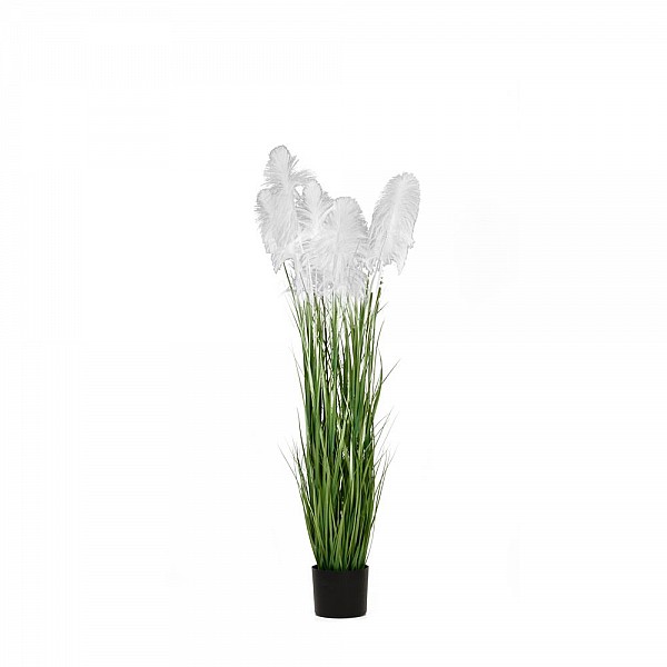 ΦΥΤΟ ΛΕΥΚΟ PAMPAS GRASS x3 Φ20x180ΕΚ ΣΕ ΜΑΥΡΗ ΠΛΑΣΤΙΚΗ ΓΛΑΣΤΡΑ