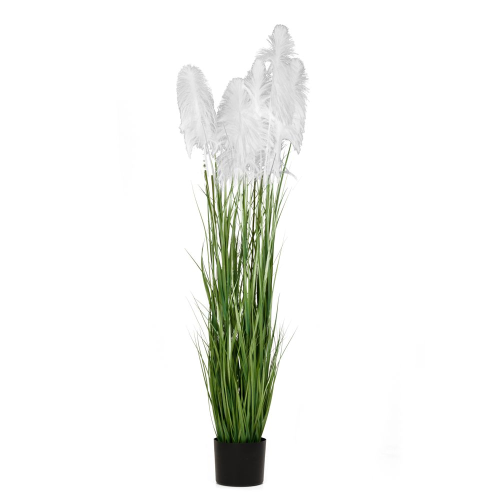 ΦΥΤΟ ΛΕΥΚΟ PAMPAS GRASS x3 Φ23x220ΕΚ ΣΕ ΜΑΥΡΗ ΠΛΑΣΤΙΚΗ ΓΛΑΣΤΡΑ