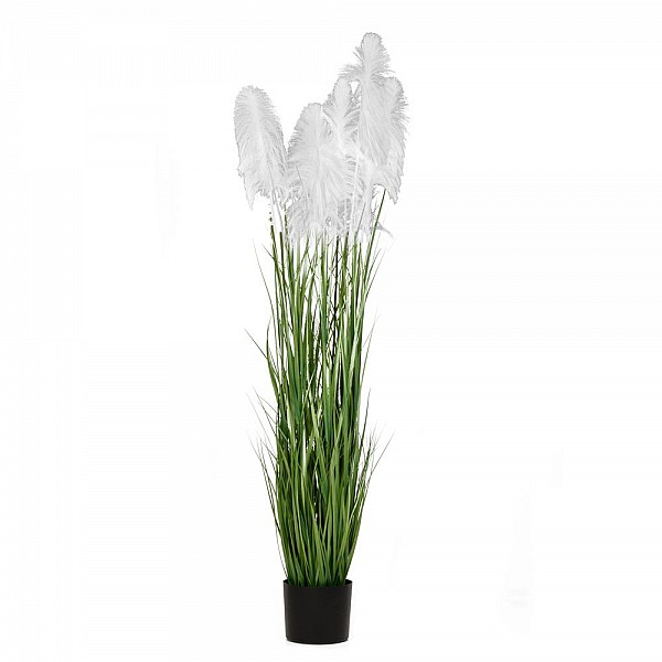 ΦΥΤΟ ΛΕΥΚΟ PAMPAS GRASS x3 Φ23x220ΕΚ ΣΕ ΜΑΥΡΗ ΠΛΑΣΤΙΚΗ ΓΛΑΣΤΡΑ