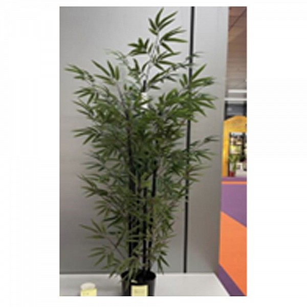 ΦΥΤΟ BAMBOO 150ΕΚ. x4 ΣΕ ΜΑΥΡΗ ΠΛΑΣΤΙΚΗ ΓΛΑΣΤΡΑ