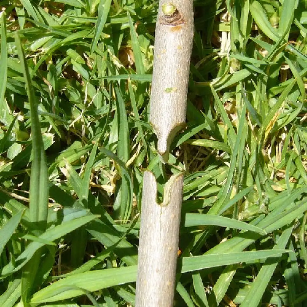 TOP GARDEN Ψαλίδι μπολιάσματος κιτ 377105