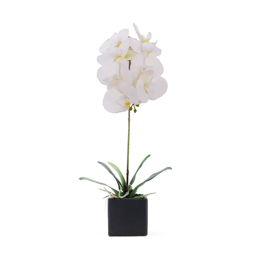 ORCHIDEA ΛΟΥΛΟΥΔΙ ΤΕΧΝΗΤΟ ΣΕ ΓΛΑΣΤΡΑ 63 PEVA ΛΕΥΚΟ ΚΕΡΑΜΙΚΟINTHEBOX ORCHIDEA ΛΟΥΛΟΥΔΙ ΤΕΧΝΗΤΟ ΣΕ ΓΛΑΣΤΡΑ 63 PEVA ΛΕΥΚΟ ΚΕΡΑΜΙΚΟINTHEBOX