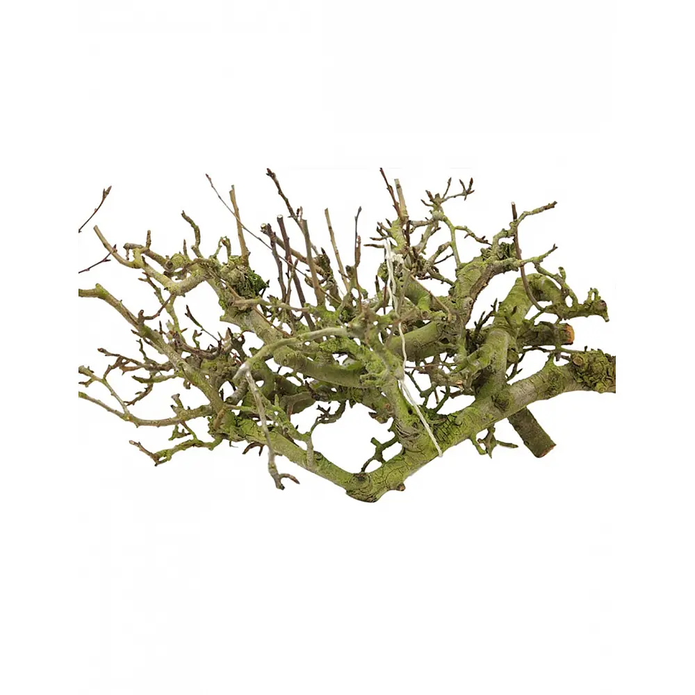 Arbol wood 75εκ. /θαλασσοξυλο Arbol wood 75εκ. /θαλασσοξυλο