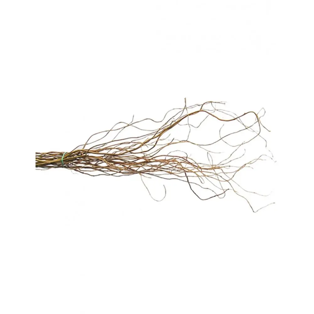 Salix  200 - 240 cm
