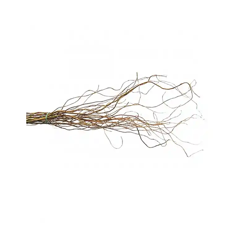 Salix  200 - 240 cm