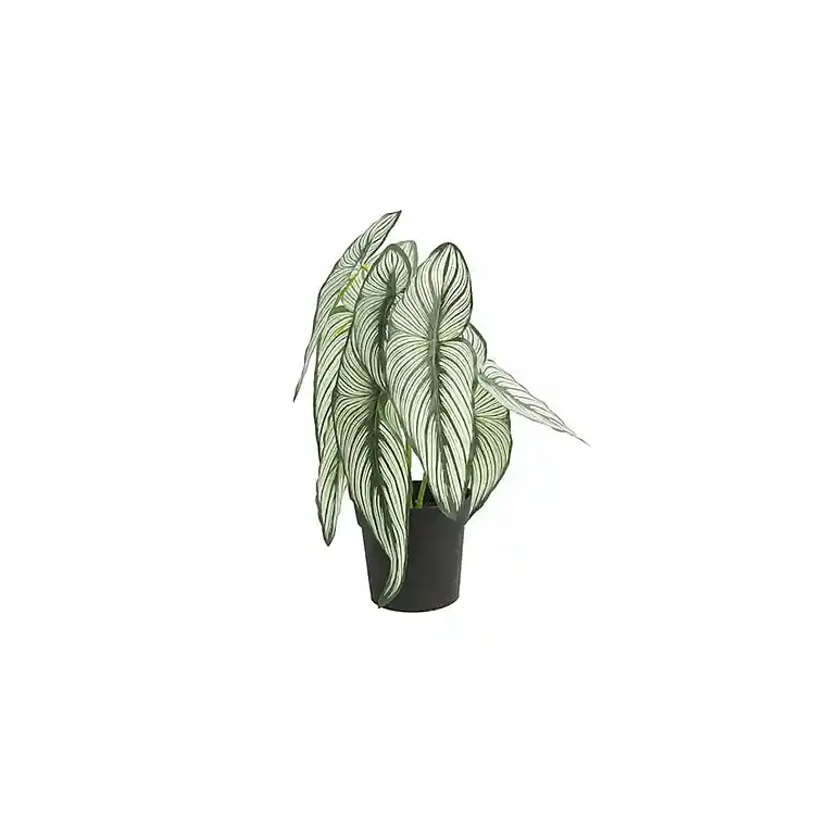 Caladium σε κασπώ 35εκ.