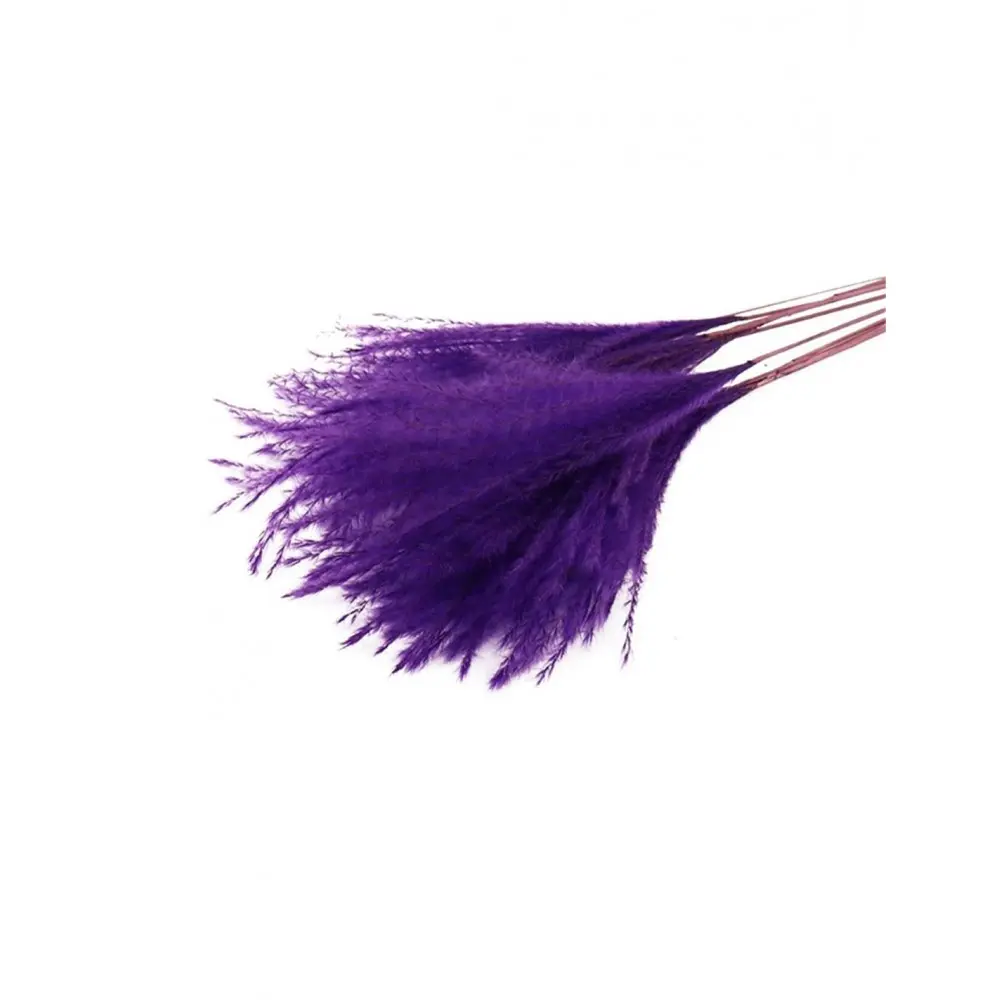 PAMPAS FLUFFY 10pc PURPLE PAMPAS FLUFFY 10pc PURPLE