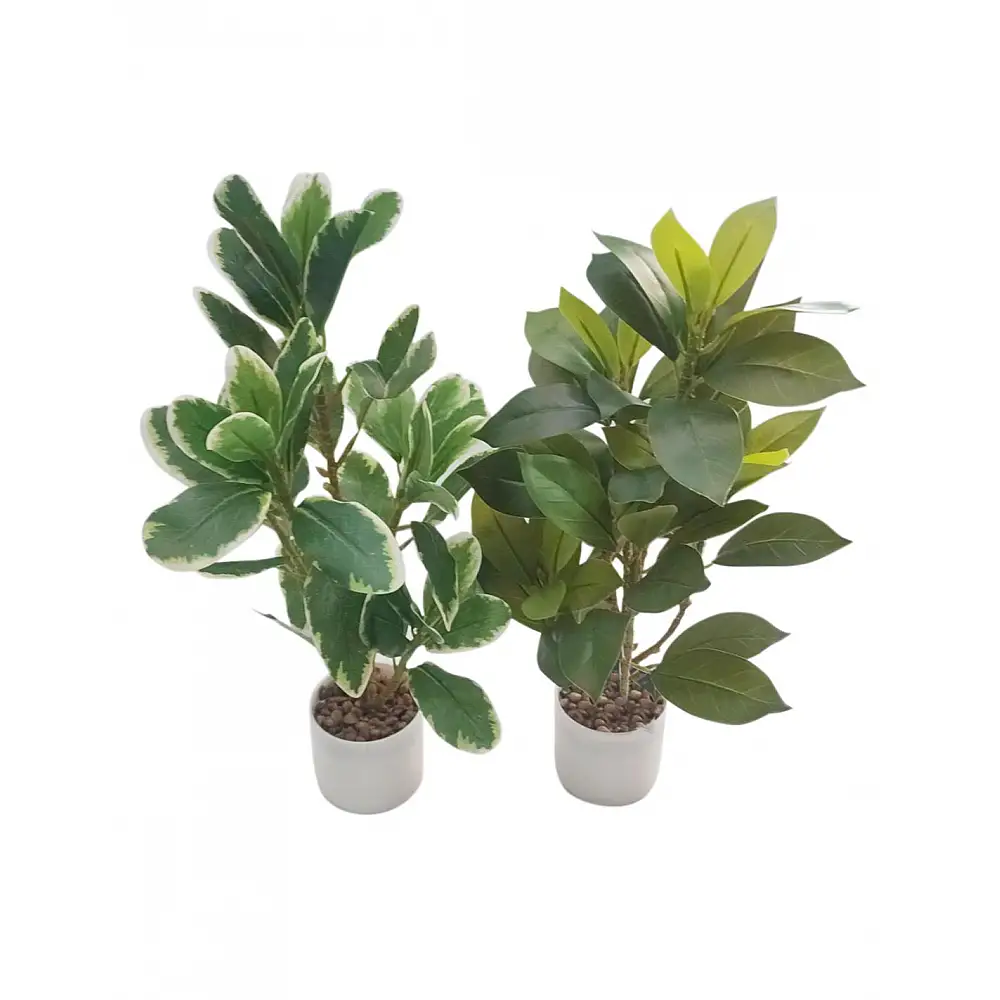 Πρασινάδα φυτό σε πλ. κασπώ 38,5εκ.