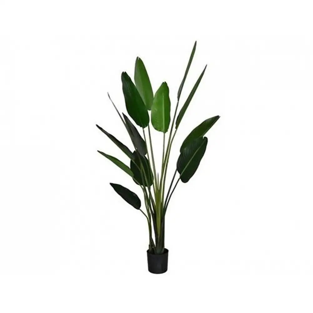 Φυτό Στρελίτζια σε κασπώ 185εκ.