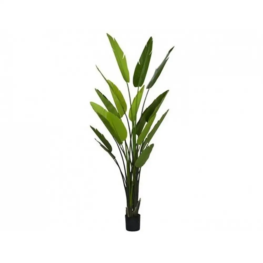 Φυτό Στρελίτζια σε κασπώ 260εκ.