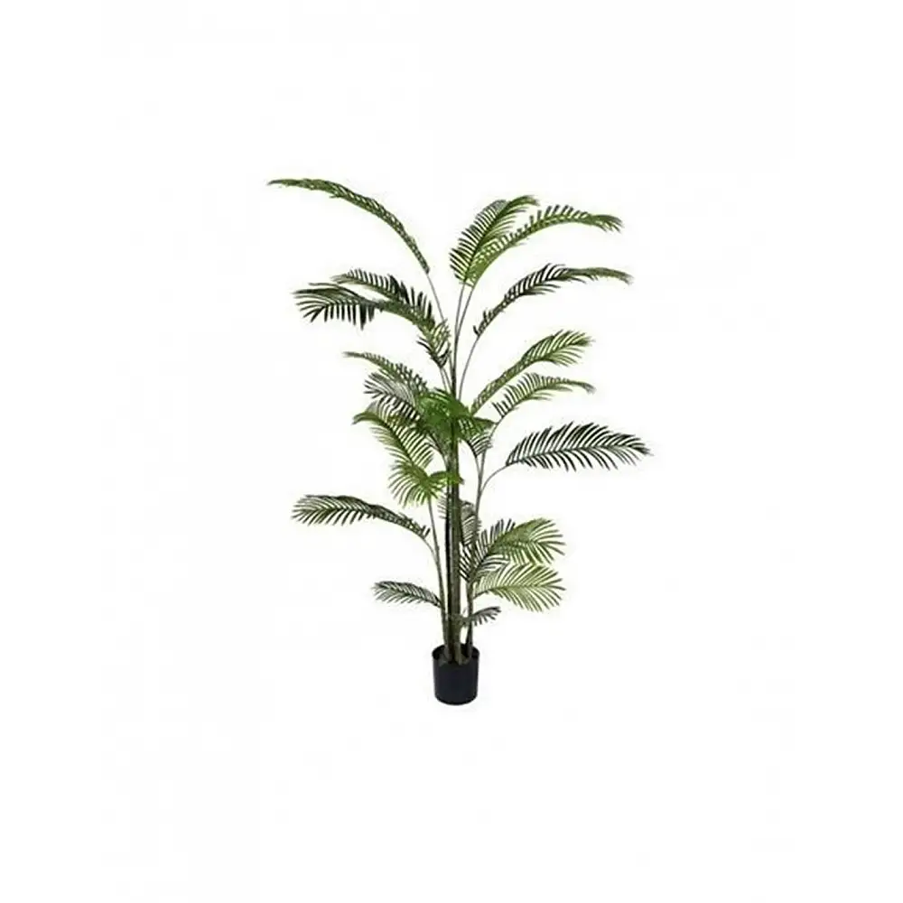 Αρέκα σε κασπώ Η220cm