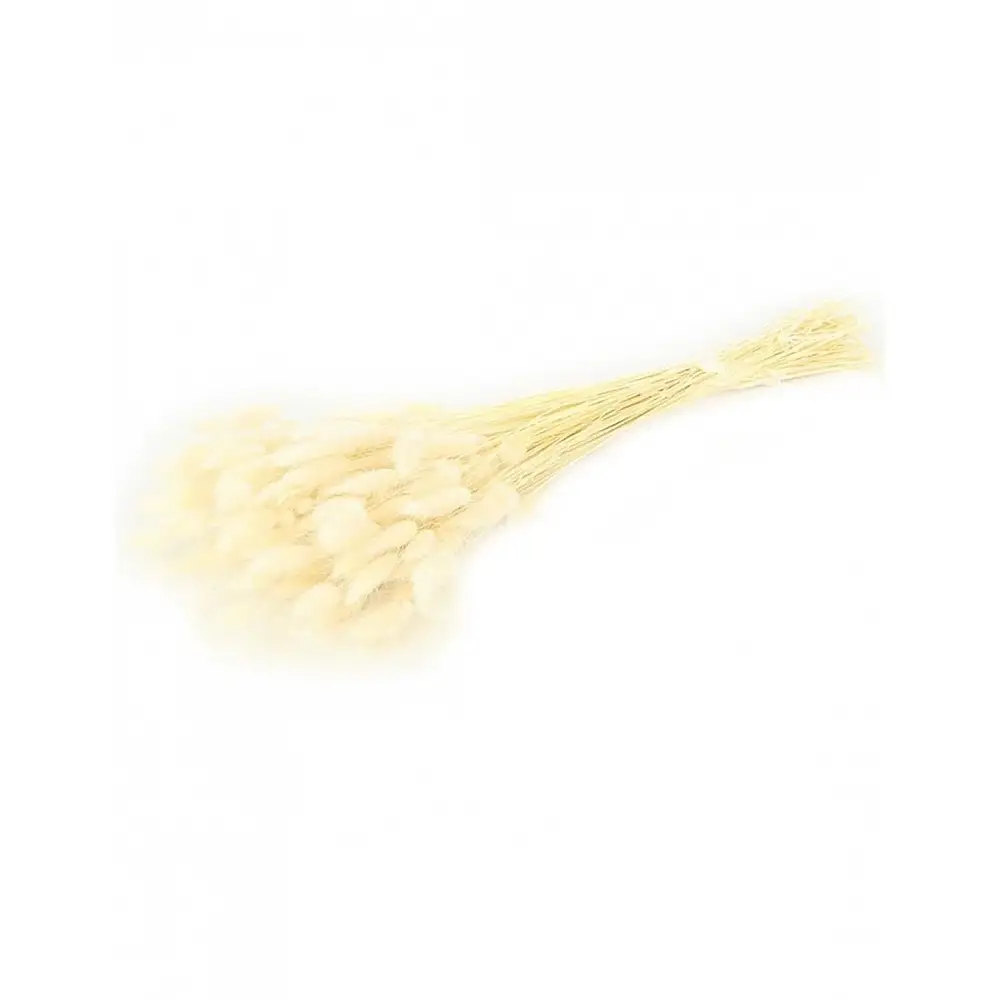 Lagurus φυσικό