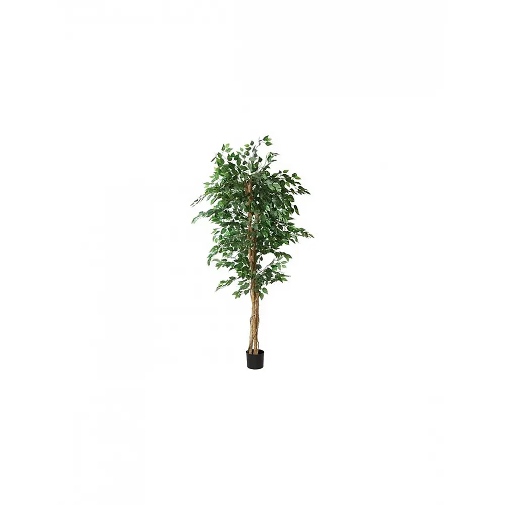 Φύκος σε κασπώ Η210cm