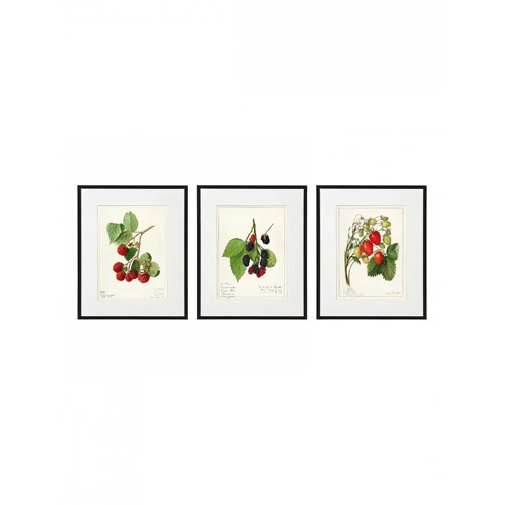 Κάδρο  FRUIT  3σχέδια 20x25cm