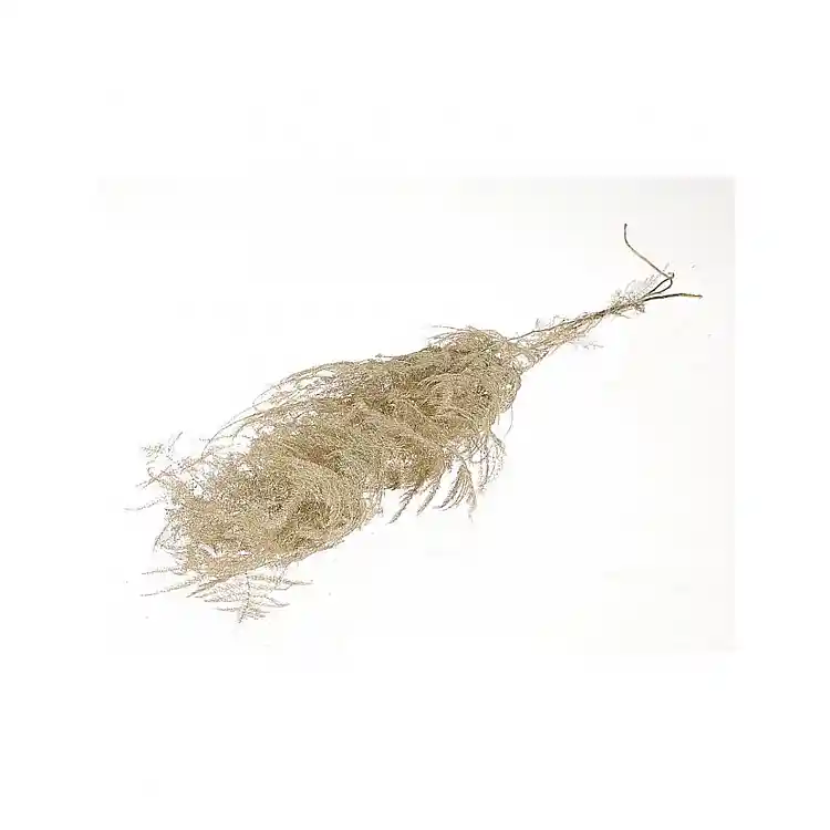 Asparagus φυσικό Η90cm