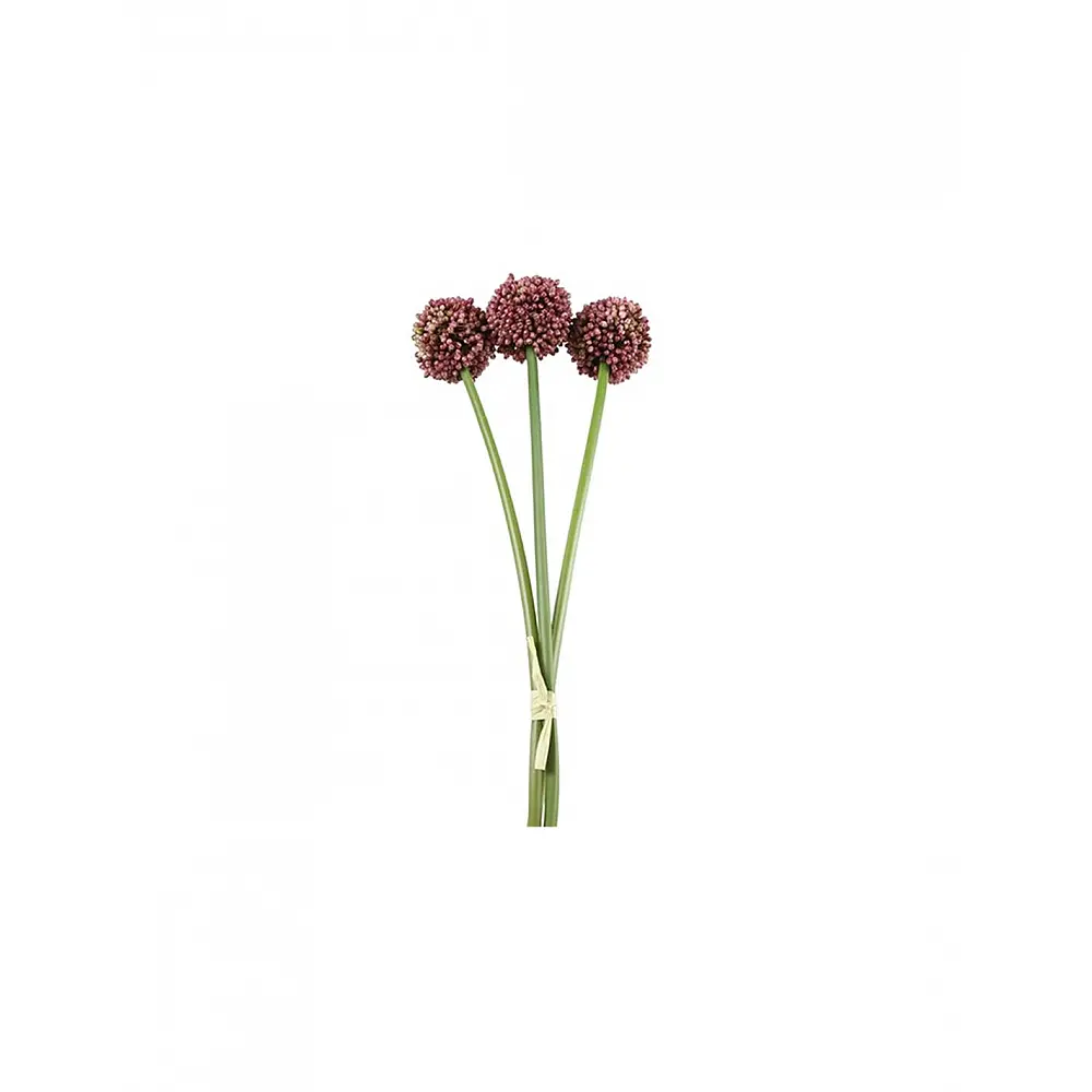 Allium φούξια x3 55εκ.