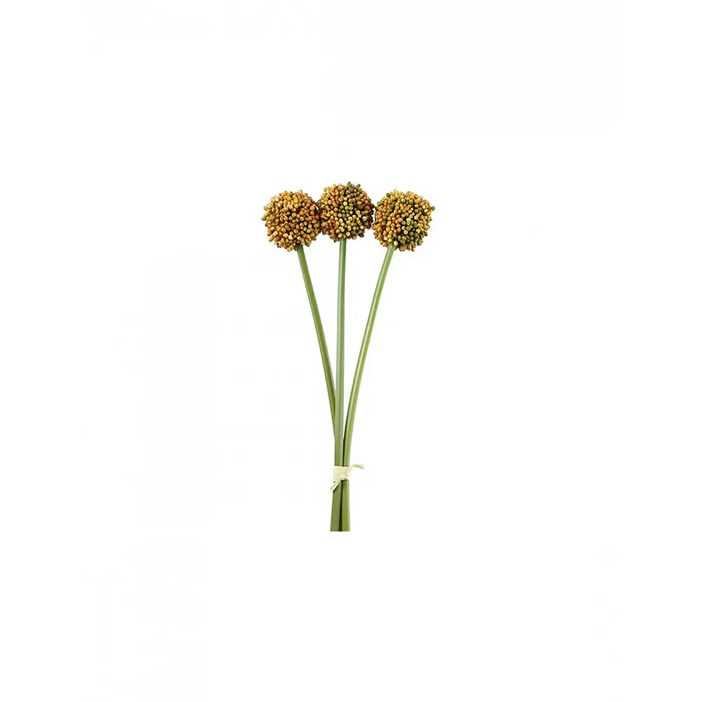Allium πορτοκαλίαλί  x3 55εκ.