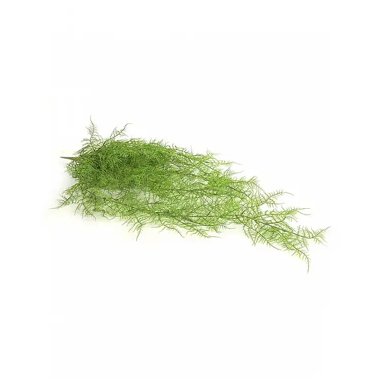 Monilophyta πράσινο Η105cm