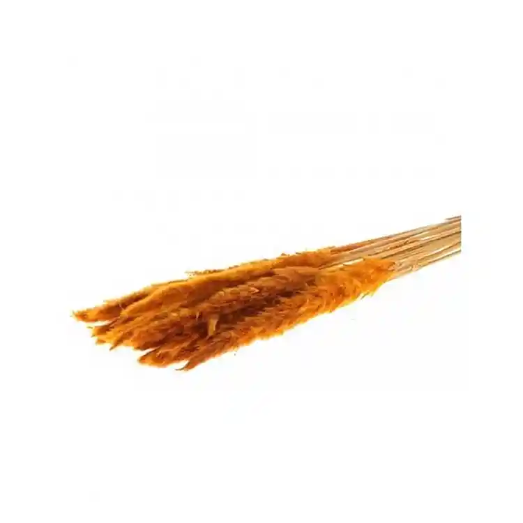 Κλαδιά Pampas 70gr πορτοκαλίαλί