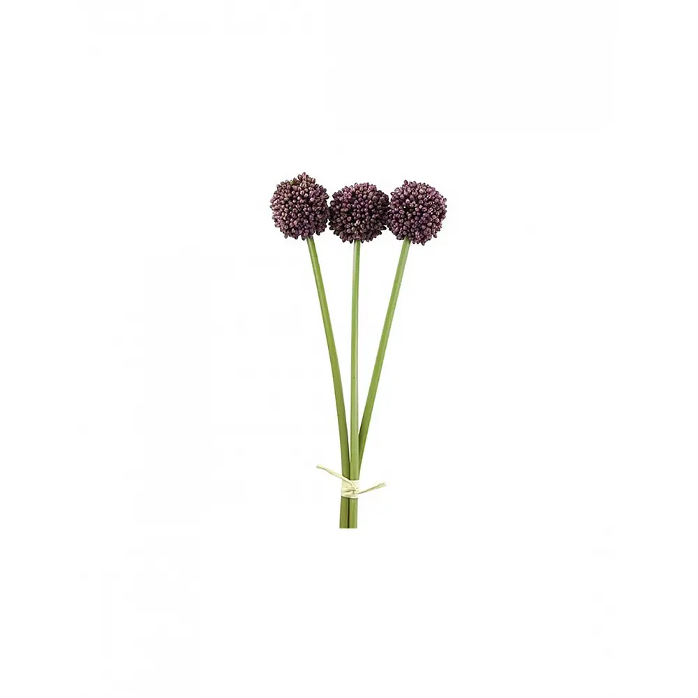 Allium μωβ  x3 55εκ.