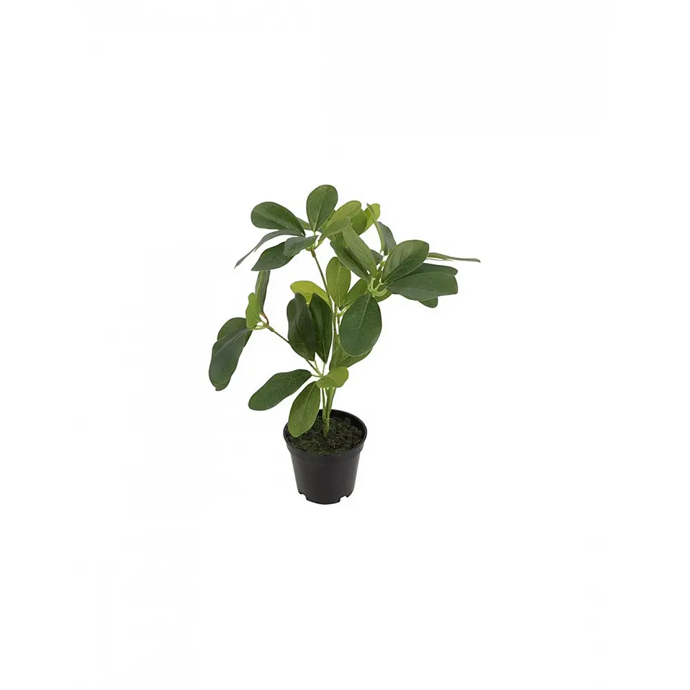 Φυτό  Schefflera  σε κασπώ 23x30cm