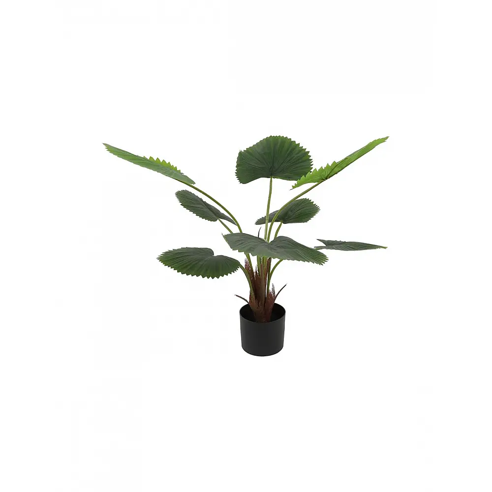 Φυτό Livistona σε κασπώ D55H100cm