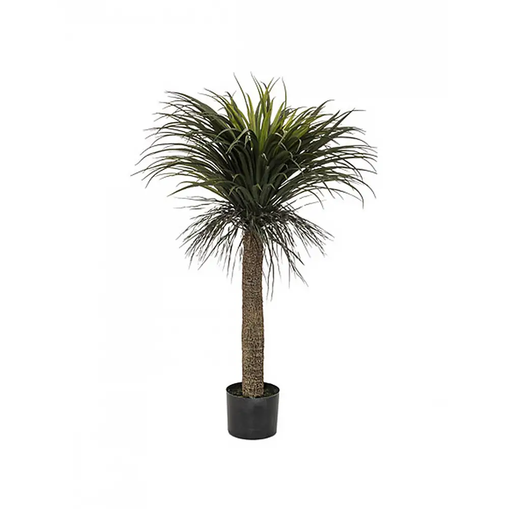 Τροπικό Yucca σε κασπώ Η150cm