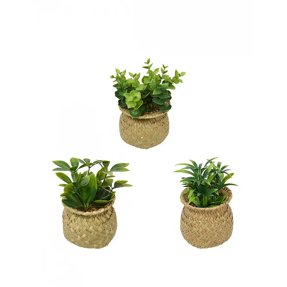 Φυτό σε ψάθινο κασπώ 3σχέδια 10x16 cm