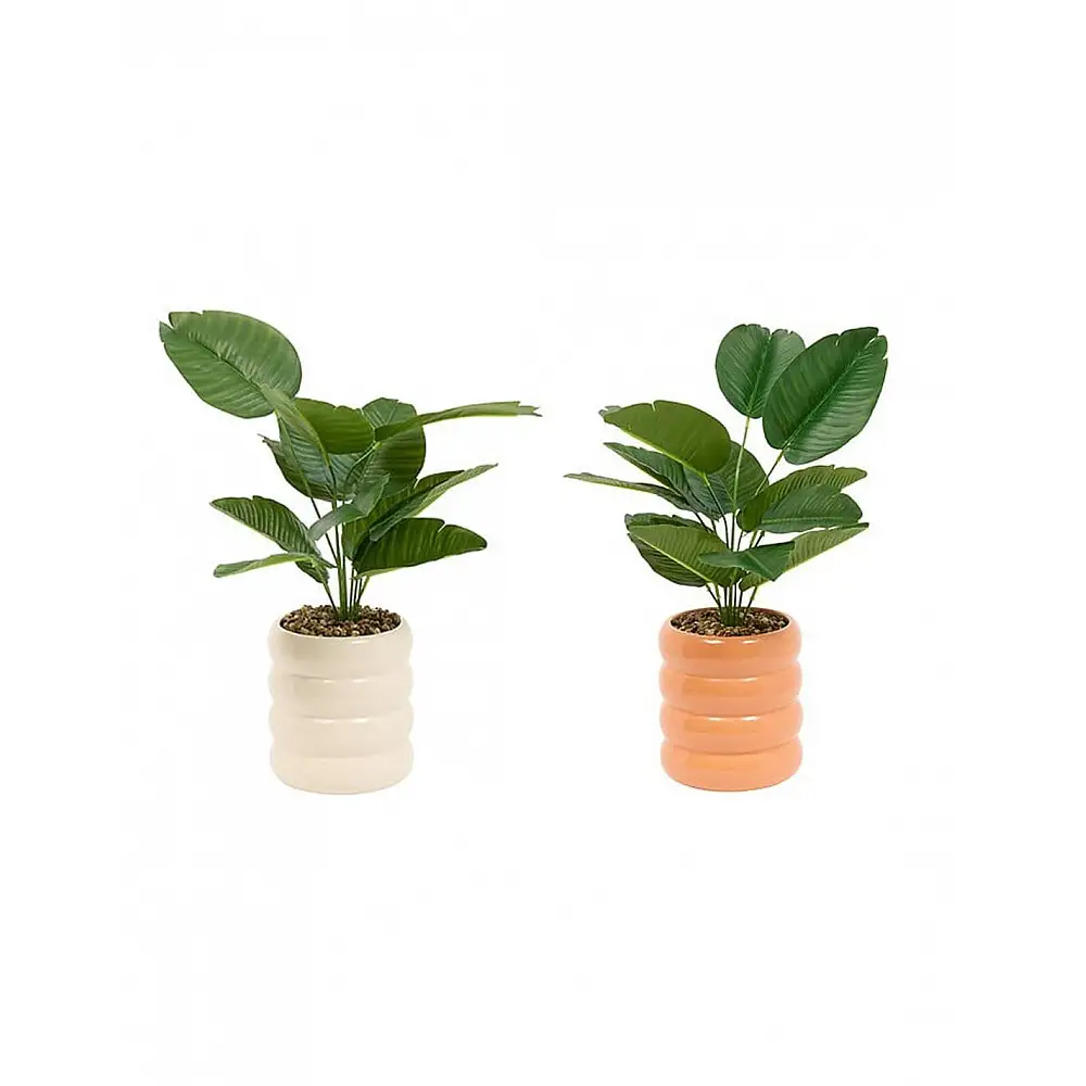 Φυτό σε κασπώ χρώματα 23,5x45cm