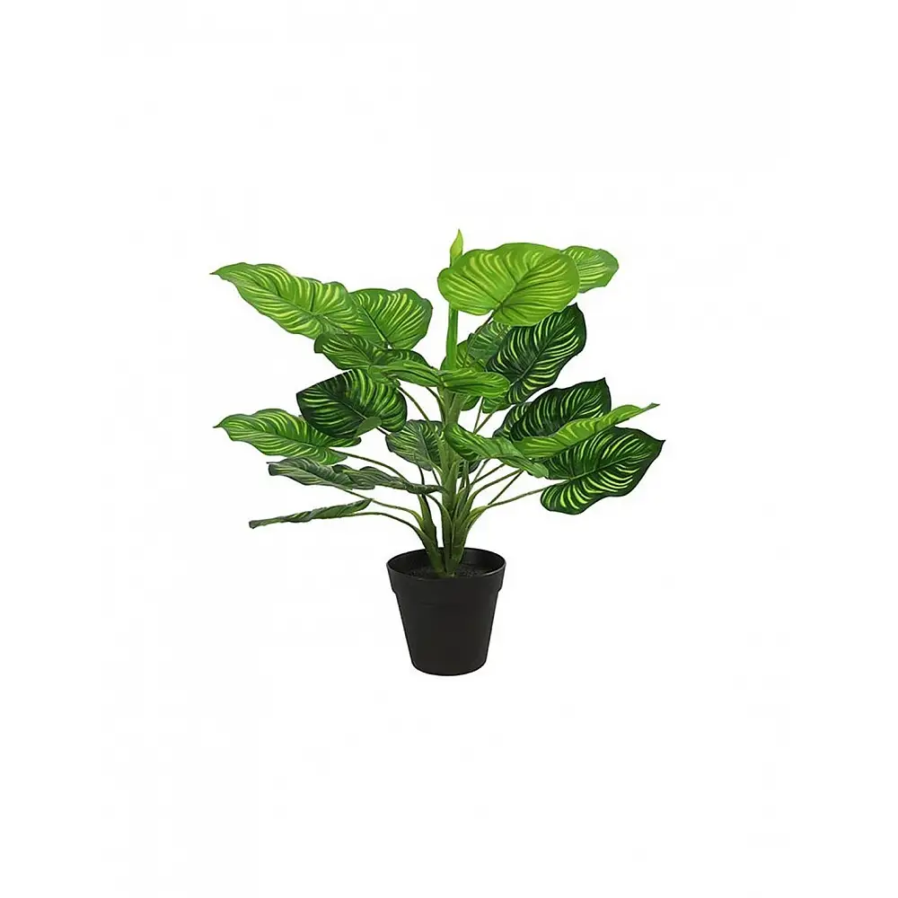 Μαράντα σε κασπώ 45εκ.