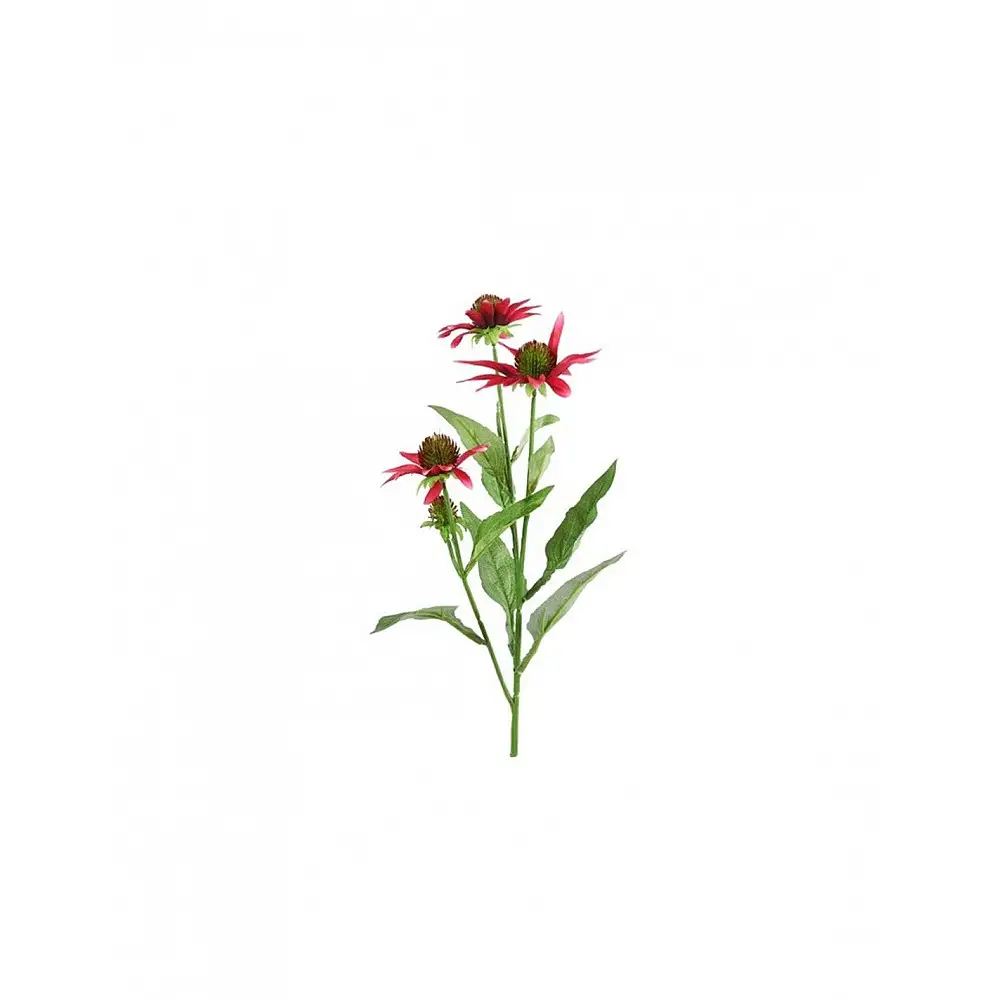Εχινάτσια κλαδί φούξια 70εκ.