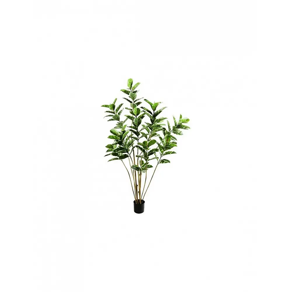 Φίκος elastica σε κασπώ 75x180cm