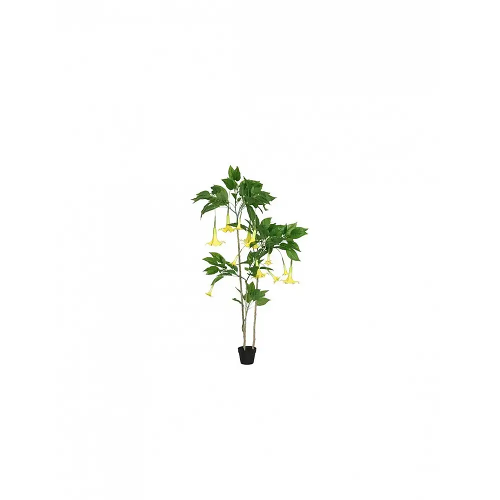 Δατούρα κίτρινη σε κασπώ 93x48x180cm