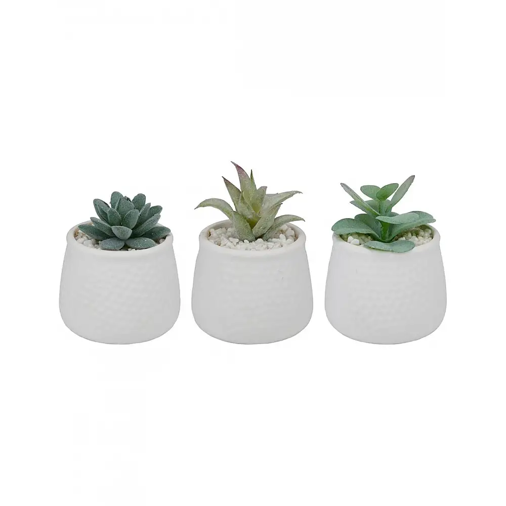 παχύφυτο σε κασπώ κεραμικό λευκό 3σχέδια 8,5x12cm