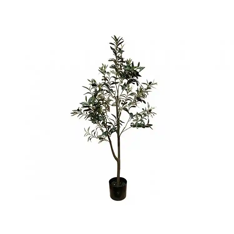 Ελιά δέντρο Η120cm