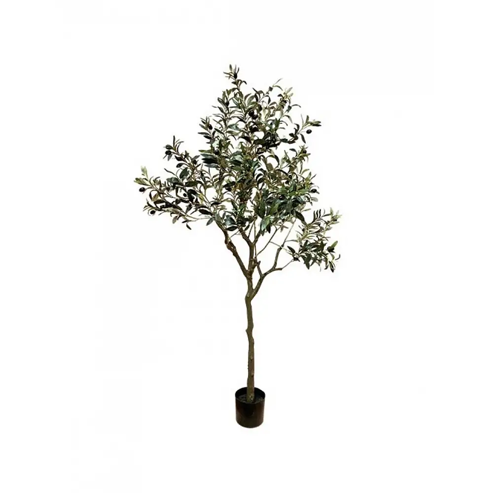 Ελιά δέντρο Η165cm