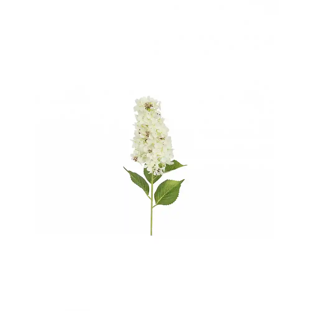 Ορτανσία Paniculata κλαδί λευκό  83εκ.