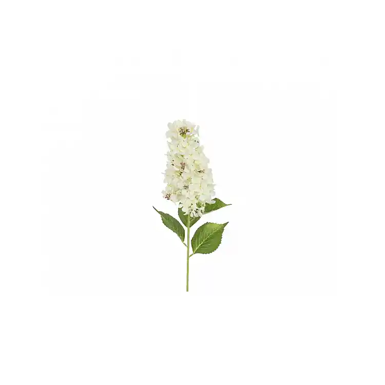 Ορτανσία Paniculata κλαδί λευκό  83εκ.