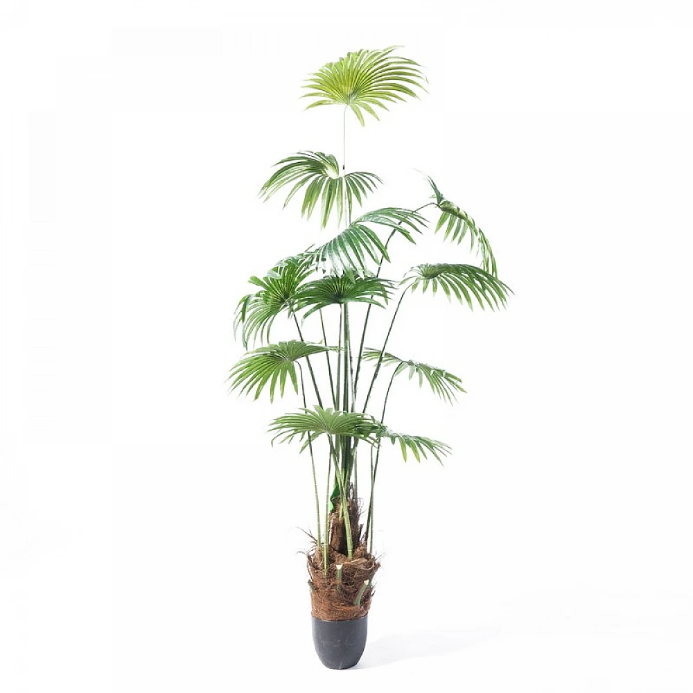 Supergreens Τεχνητό Δέντρο Πιτσάρδια "Washingtonia" Πράσινο 200 εκ.